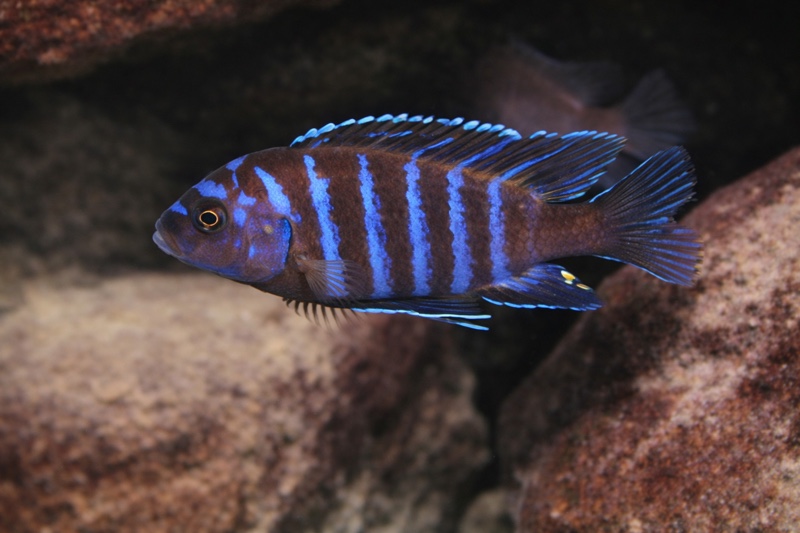 Maylandia sp. 'aggressive bars' Nkhungu Reef